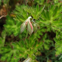 Geranium orientalitibeticum